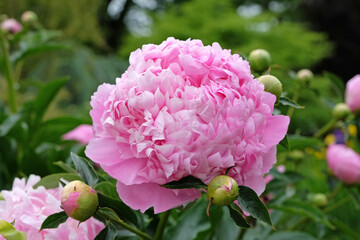 Pale pink Peony lactiflora ÔMonsieur Jules ElieÕ in flower. © Alexandra