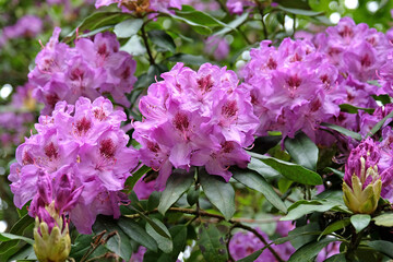 Lilac and red pontic rhododendron azalea 'Blue Lagoon' in flower.