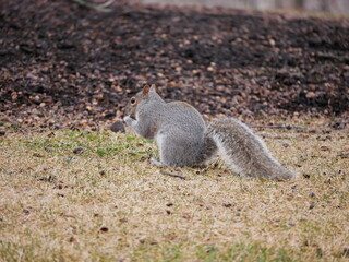 Squirrel eating nuts in the grass during winter