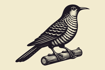 Cuckoo on a branch. Beautiful vintage engraving illustration, emblem, icon, logo, sketch. Black lines