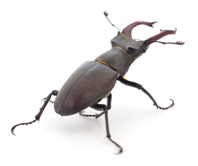 Bug (Oryctes Nasicornis). - 739428983