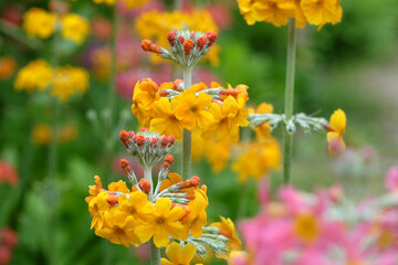 Yellow Candelabra primula, also known as  Japanese Primroses, in flower.