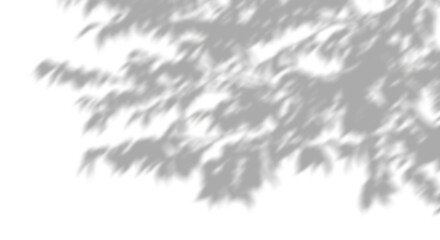 Shadow forest trees branches cutout transparent backgrounds 3d rendering png