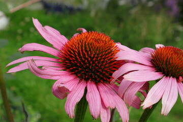 Flower called coneflower or Echinacea purpurea. Close up and isolated.