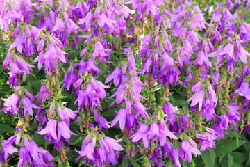 Campanula Viking bellflower. Field of purple flowers.