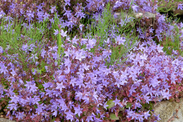 Obraz premium Purple Campanula fenestrellata in flower.