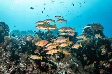 Fototapeta na wymiar Snappers fish, reef life, French Polynesia
