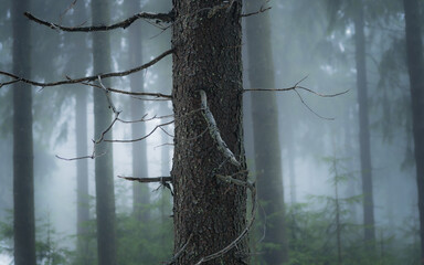 Tree with the bare branches in the gloomy forest