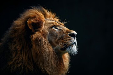 Fototapeta premium Close-up Portrait of a lion in natural Light