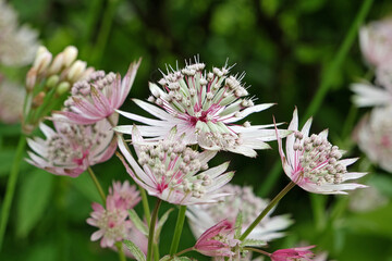 White and pink Astrantia masterwort 'buckland' in flower.