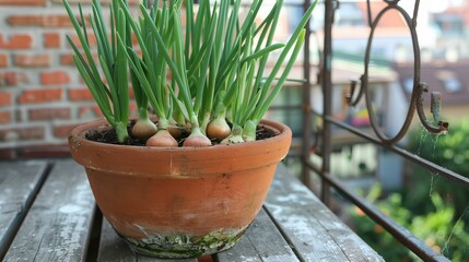 onions in a clay pot on balcony