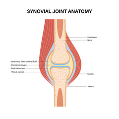 Synovial joint poster