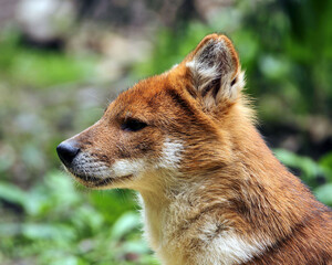 Dhole