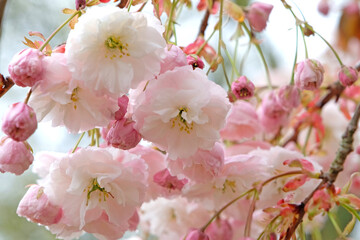 Prunus serrulata cherry blossom 'Fugenzo' in flower.