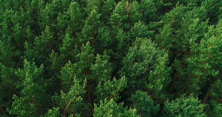 Woodland background green tree crowns foliage