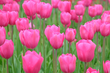 Bright pink Triumph Tulip 'Don Quichotte' in flower.