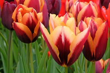 Purple and orange Triumph Tulip 'Slawa' in flower. - obrazy, fototapety, plakaty