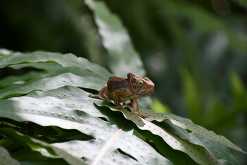 Chameleon on leaf in South Africa