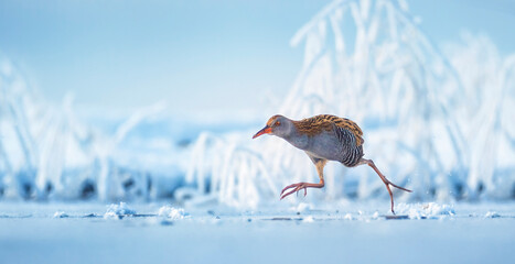 Water Rail Rallus aquaticus running on the ice and on the frozen surface of the lake, amazing rare...