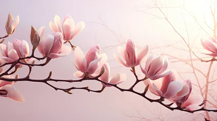 Poster magnolia blooming pink flowers © neirfy