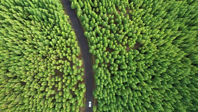 Viaje sereno: Coche en ruta armoniosa entre bosques verdes