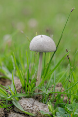 Panaeolus antillarum growing on cattle dung.