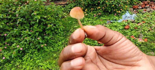 Flock of mushroom grown everywhere in monsoon