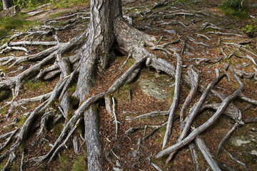 Roots of a pine tree on Paradisbukta at Steinkjer in Norway, Europe
