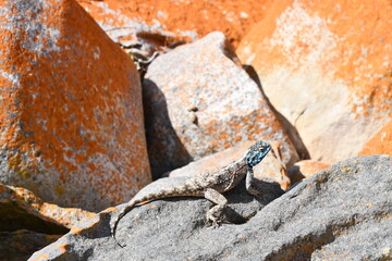 Southern African Rock Agama in Robberg Nature Reserve | South Africa