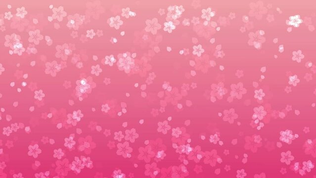Abstract floral motion background with animated sakura flowers and cherry blossom petals falling against peach pink backdrop. Tender pastel color video animation for asian or springtime concept.