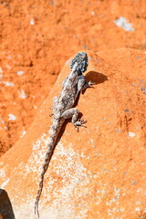 Southern African Rock Agama in Robberg Nature Reserve | South Africa
