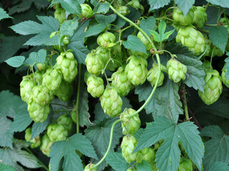 On the stem of the plant cones of hops