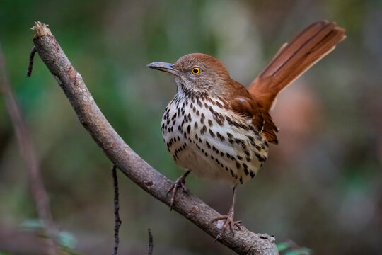 Brown Thrasher