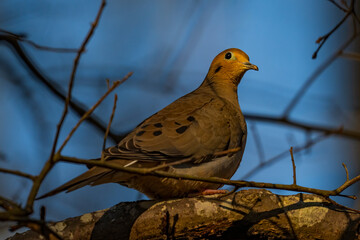 Morning Dove