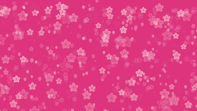Abstract floral background with animated sakura flowers and cherry blossom petals falling against vivid pink backdrop. Elegant tender colors video animation for japanese or springtime concept.