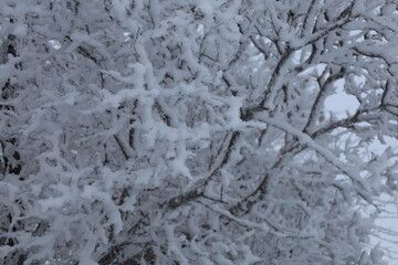 a close up of a tree covered in snow