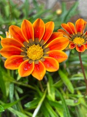 orange gerbera flower