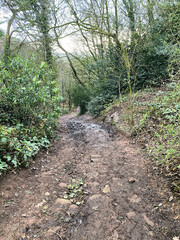 path in the woods at Peckforton Hills