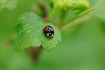 Red ladybug sitting on plant
