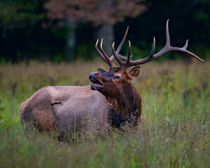 Bull Elk turn