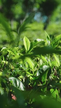 Vertical video. Tea bush cultivation. Tea plantation in Sri Lanka. 