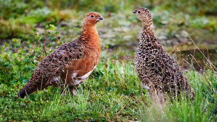 pheasant in the field - Powered by Adobe