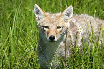 Coyote looking at the camera in tall grass at Yellowstone National Park.