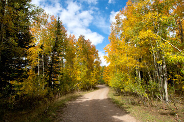 Fototapeta na wymiar Dirt road near Bear Lake, Utah, in the fall, with aspen trees changing colors.