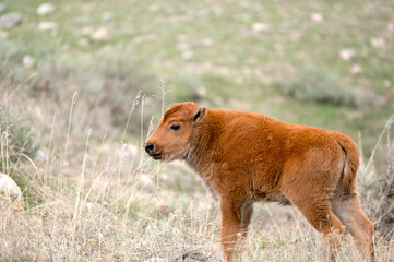 A young bison, also known as a Red Dog, in a field in Yellowstone National Park.