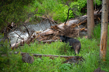 Fototapeta na wymiar Black bear eating from a small pine tree in Yellowstone National Park, near Tower Falls.