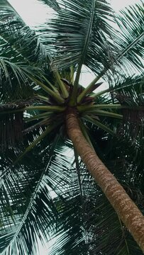 Vertical video. Coconut palms, bottom view. Natural tropical background.
