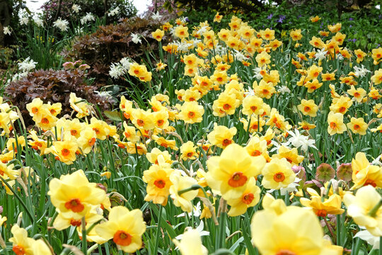 Yellow with orange trumpet Narcissus daffodil 'Pipe Major' in flower.