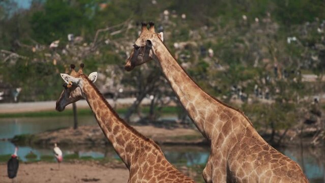 beautiful giraffes walking