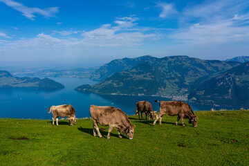 House cows grazing in the Swiss mountains.